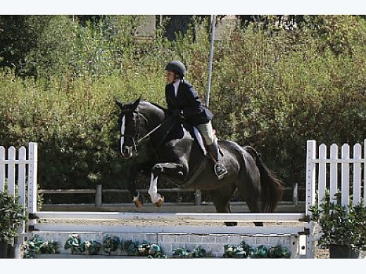 Handsome 13yr, 16.2hd, Black Royal Dutch