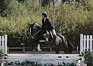 Dutch Warmblood - Horse for Sale in Chino, CA 
