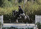 Dutch Warmblood - Horse for Sale in Chino, CA Dutch Warmblood - Horse for Sale in Chino, CA