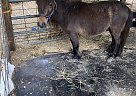 Miniature - Horse for Sale in Trenton, FL 32693 Miniature - Horse for Sale in Trenton, FL 32693