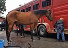 Racking - Horse for Sale in Citrus Springs, FL 34433