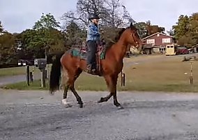 Racking Horse (Racking Horse, Mare) in Citrus Springs, FL