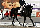 Hanoverian - Horse for Sale in Albacete,  02006
