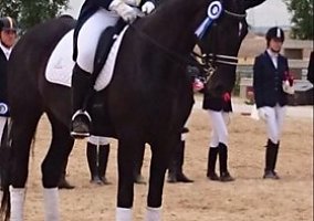 Hanoverian (Hanoverian, Mare)