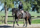 Qualified and Patient Warmblood Brittany
