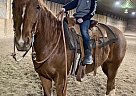 Quarter Horse - Horse for Sale in Lethbridge, AB T1h 5m7 Quarter Horse - Horse for Sale in Lethbridge, AB T1h 5m7