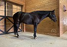 Leo - Gelding in Fountain Inn, SC Leo - Gelding in Fountain Inn, SC