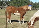 Sprinkles - Mare in Weimar, TX Sprinkles - Mare in Weimar, TX