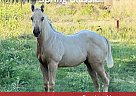 Quarter Horse - Horse for Sale in Mt. Vernon, MO 65712