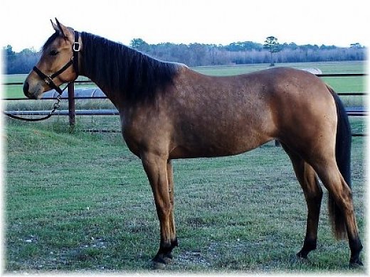 Super Fancy Buckskin Half Arab Mare For Sale