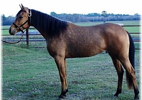 Arabian (Arabian, Mare) in Mont Belvieu, TX