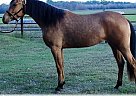 Arabian - Horse for Sale in Mont Belvieu, TX 77521