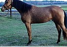 Arabian - Horse for Sale in Mont Belvieu, TX 77521 Arabian - Horse for Sale in Mont Belvieu, TX 77521