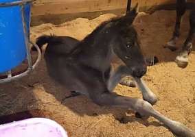 Tennessee Walking (Tennessee Walking, Stallion) in Lincolnton, NC