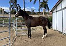 Fibonacci - Gelding in Perris, CA Fibonacci - Gelding in Perris, CA