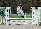 Appendix - Horse for Sale in Cranberry Township, PA 16066 Appendix - Horse for Sale in Cranberry Township, PA 16066