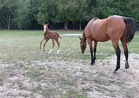 Thoroughbred (Thoroughbred, Mare) in Loxahatchee, FL
