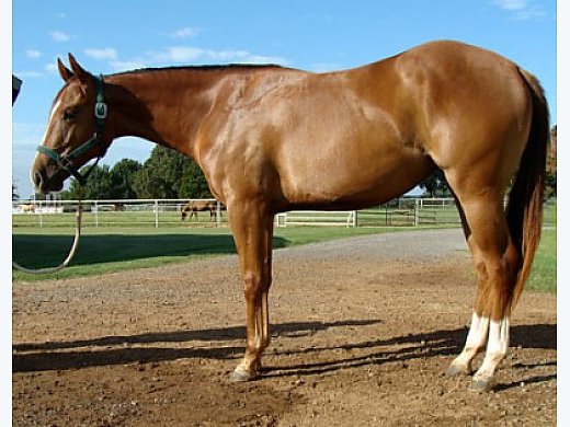 4 yr old Filly By Zipped Cash