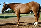 Quarter Horse - Horse for Sale in Woodbine, MD Quarter Horse - Horse for Sale in Woodbine, MD