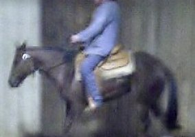 Quarter Horse (Quarter Horse, Mare) in Woodbine, MD