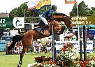 Quality Showjumpers ~ Dressage H... Dutch Warmblood Gelding