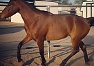 Arabian/Welsh/Quarter Horse FOR ... Half Arabian Mare