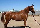 Registered Arabian Mare Arabian Mare