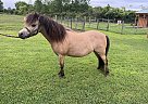 Miniature - Horse for Sale in Fultonville, NY 12072