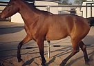 Half Arabian - Horse for Sale in Chino, CA 91708