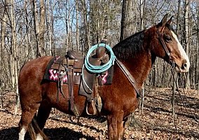 Kentucky Mountain Saddle Horse (Kentucky Mountain Saddle Horse, Gelding) in Brooksville, KY