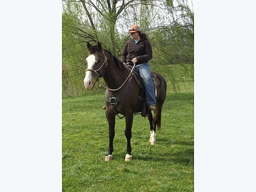 Bay Quarter Horse