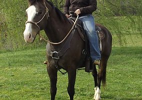 Quarter Horse (Quarter Horse, Gelding) in Fort Worth, TX