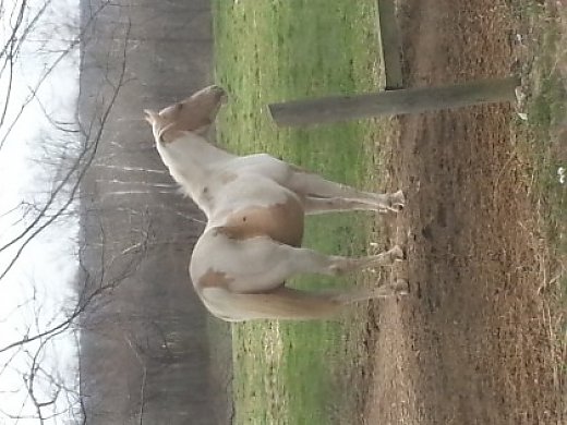 Beautiful Homozygous APHA Tobiano Stallion