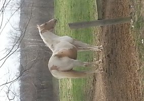 Beautiful Homozygous APHA Tobiano Stallion Quarter Horse Stallion