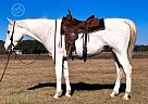 Pintabian - Horse for Sale in Caldwell, TX 77836