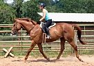Flashy Felipe - Gelding in Allenwood, PA Flashy Felipe - Gelding in Allenwood, PA