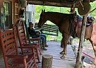 Dually - Gelding in Allardt, TN Dually - Gelding in Allardt, TN
