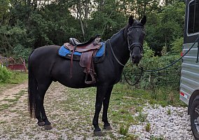 Rocky Mountain (Rocky Mountain, Gelding) in Clyde, OH