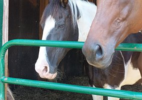 Spotted Saddle Horse (Spotted Saddle Horse, Gelding) in Clyde, OH