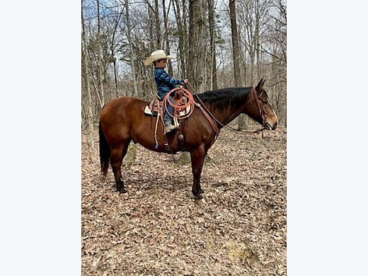 Gator Quarter Horse