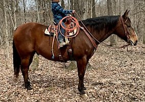 Quarter Horse (Quarter Horse, Gelding) in Brooksville, KY