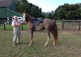 Ginevrn (Tennessee Walking, Mare) in Spring Mills, PA