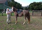 Tennessee Walking - Horse for Sale in Spring Mills, PA 16828