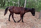 Missouri Fox Trotter - Horse for Sale in Trenton, FL 32693 Missouri Fox Trotter - Horse for Sale in Trenton, FL 32693