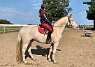 Tennessee Walking - Horse for Sale in Eden Valley, ON L0L 2K0 Tennessee Walking - Horse for Sale in Eden Valley, ON L0L 2K0
