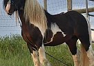 Gypsy Elite Duke - Stallion in steamboat-springs, CO Gypsy Elite Duke - Stallion in steamboat-springs, CO