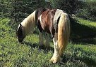 Gypsy Vanner Stallion for Sale in Steamboat Springs, Colorado Gypsy Vanner Stallion for Sale in Steamboat Springs, Colorado