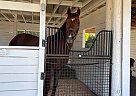 Thoroughbred - Horse for Sale in Loxahatchee, FL 33470
