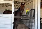 Thoroughbred - Horse for Sale in Loxahatchee, FL 33470 Thoroughbred - Horse for Sale in Loxahatchee, FL 33470