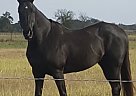 Xena - Mare in Rockwall, TX Xena - Mare in Rockwall, TX
